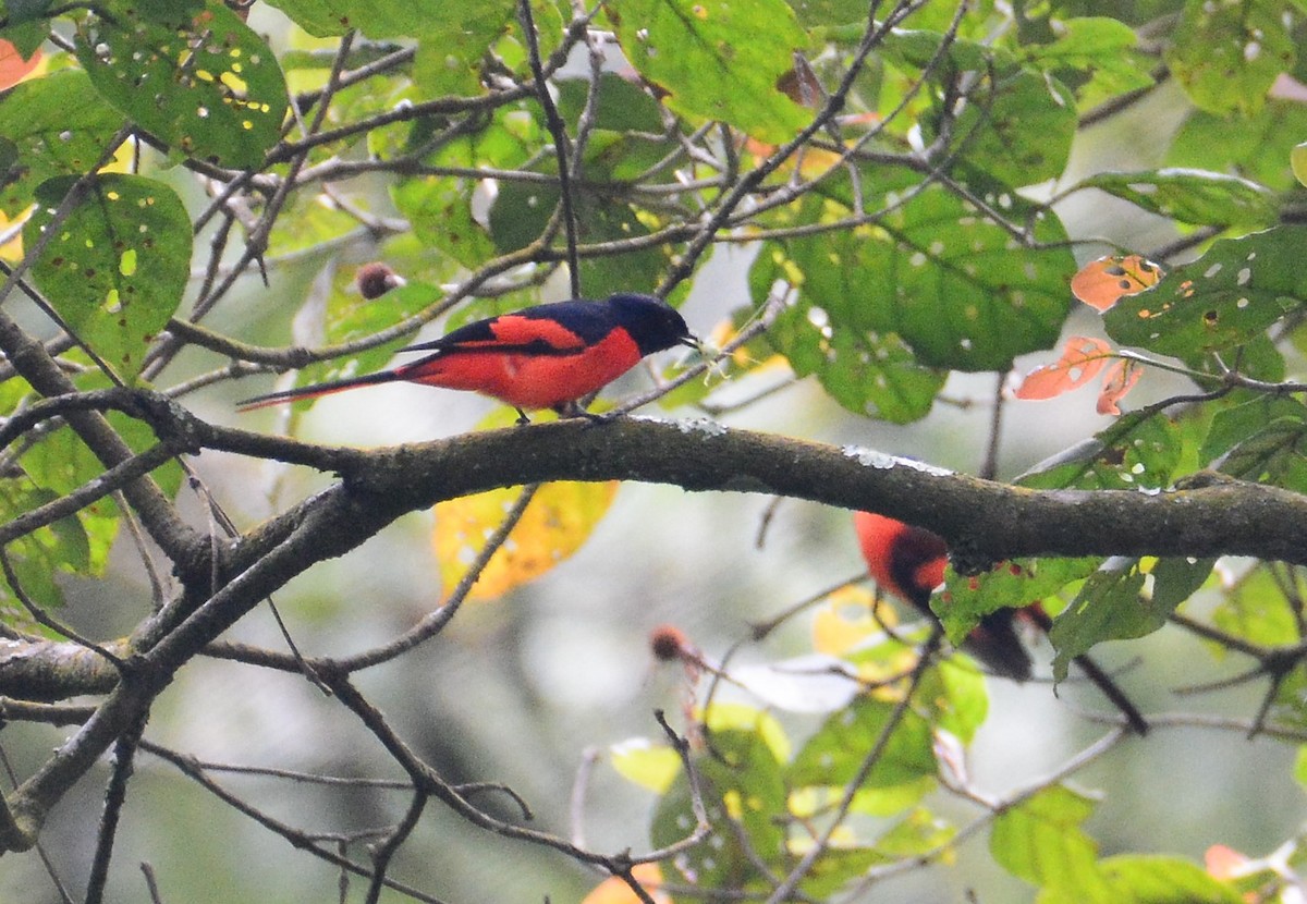 Minivet vermillon - ML97666241