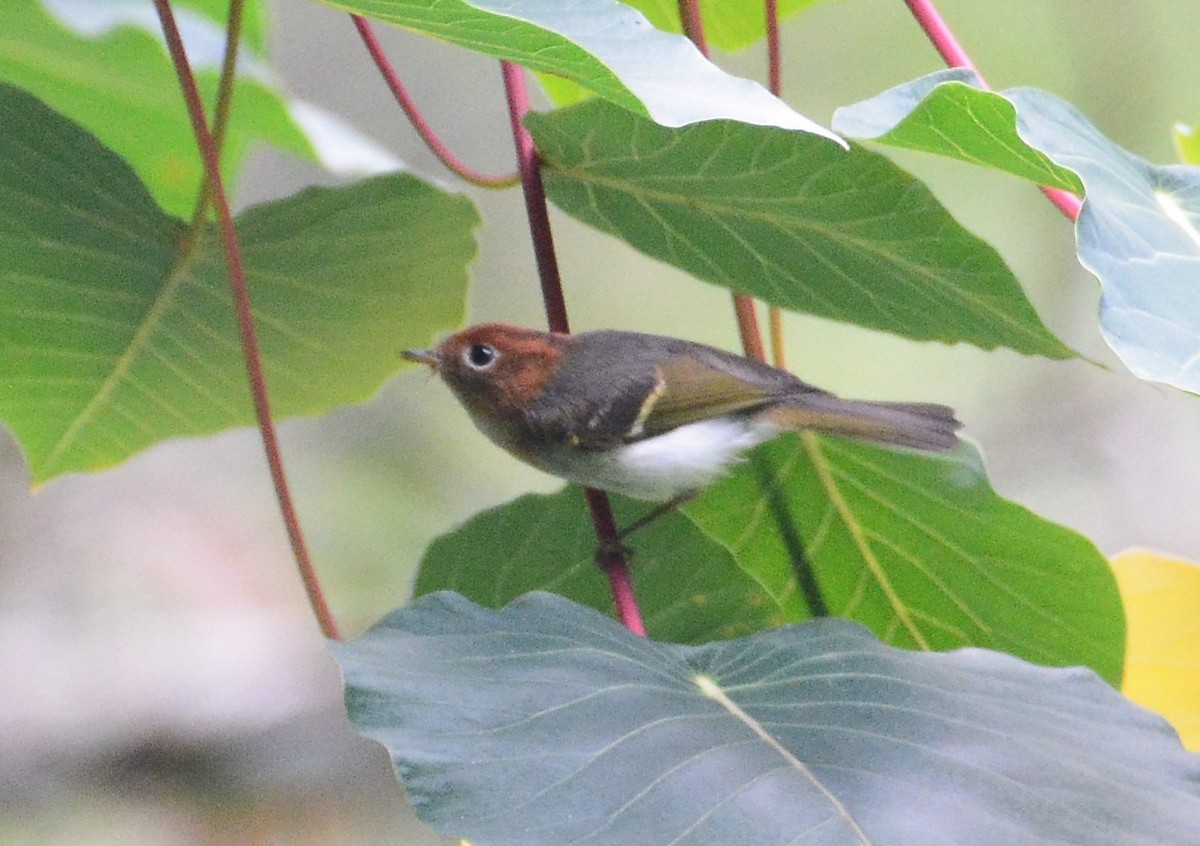 Sunda Warbler - Ari Noviyono