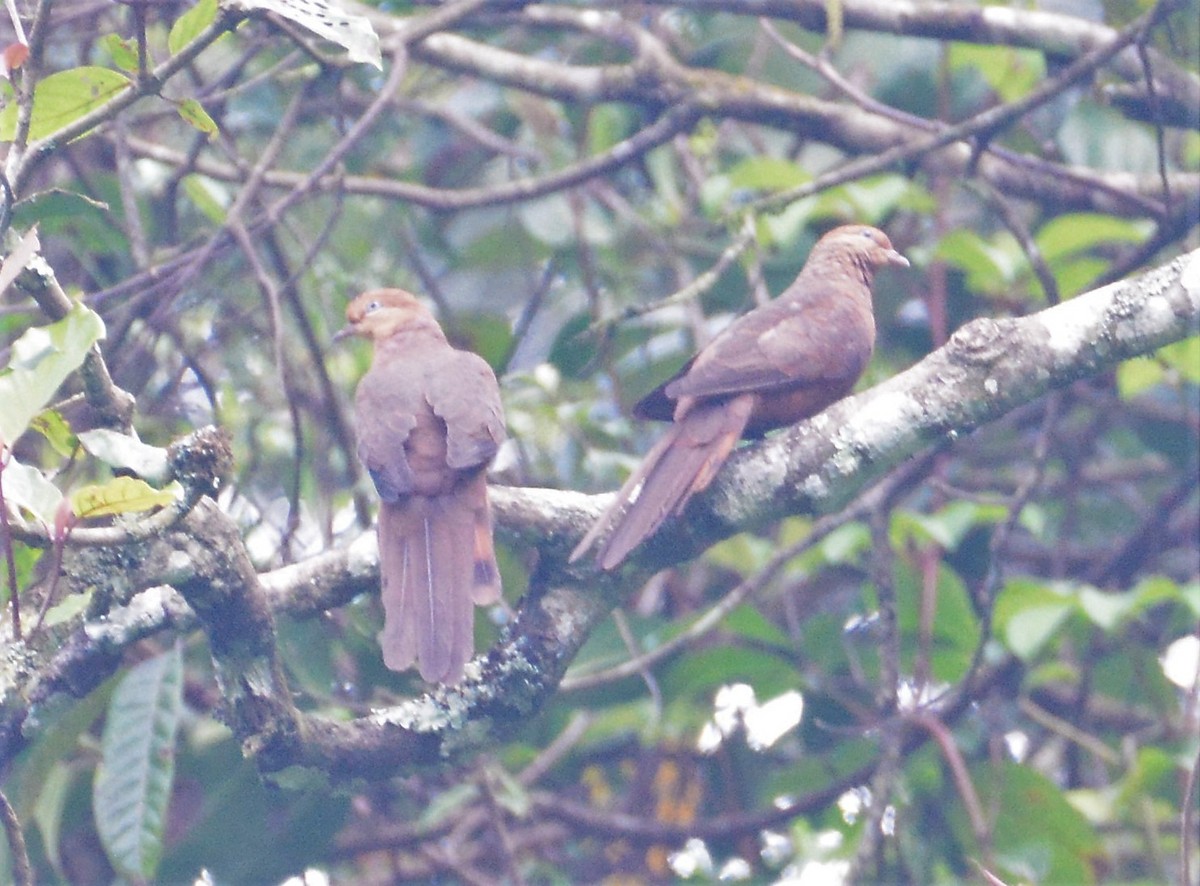 Ruddy Cuckoo-Dove - ML97666331