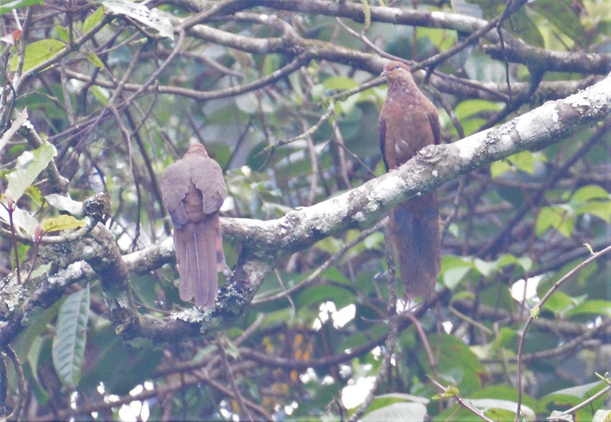 Ruddy Cuckoo-Dove - ML97666341