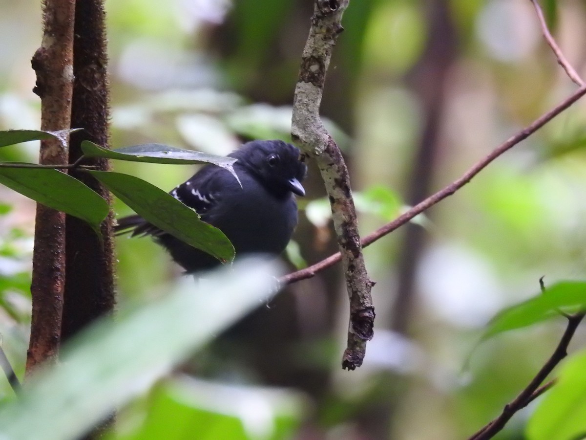 Black-headed Antbird (Amazonas) - ML97667951