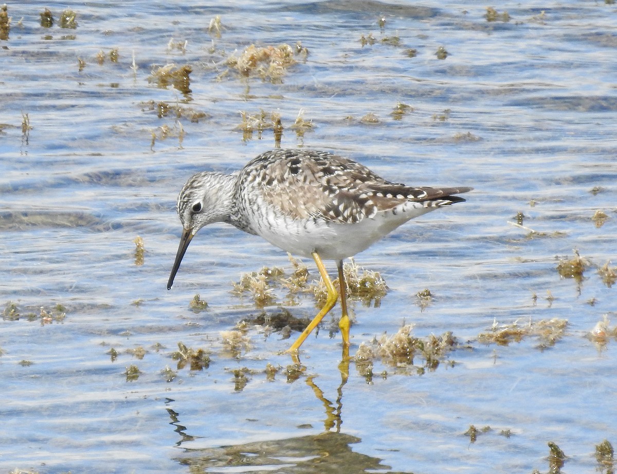 Lesser Yellowlegs - ML97669291