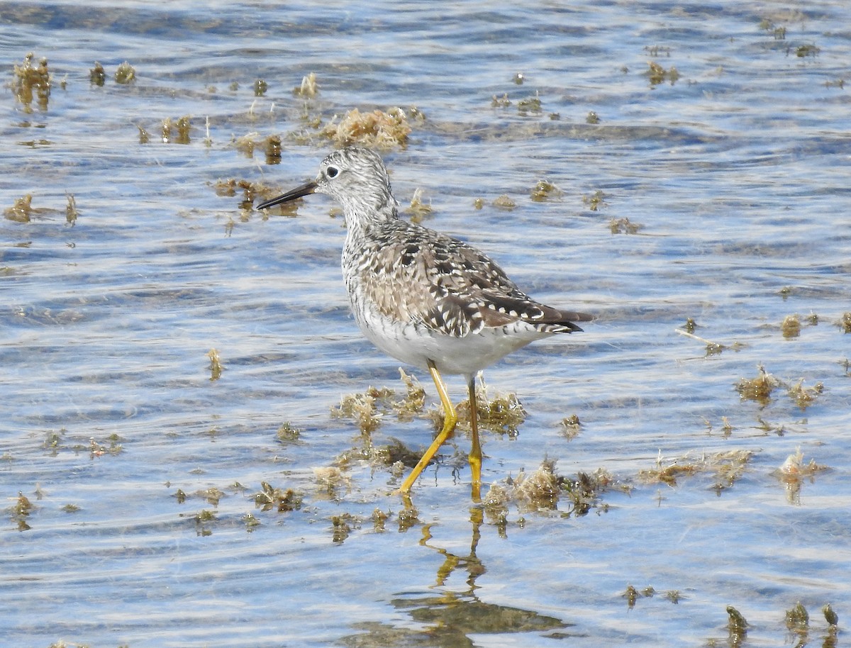 Lesser Yellowlegs - ML97669331