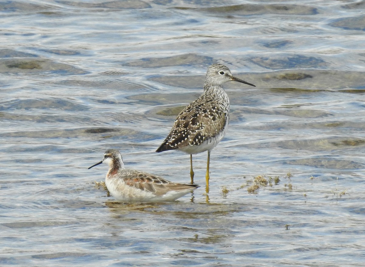 Lesser Yellowlegs - ML97669401