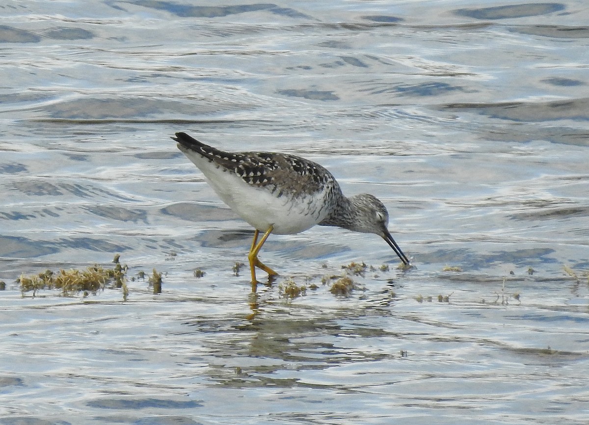 Lesser Yellowlegs - ML97669471