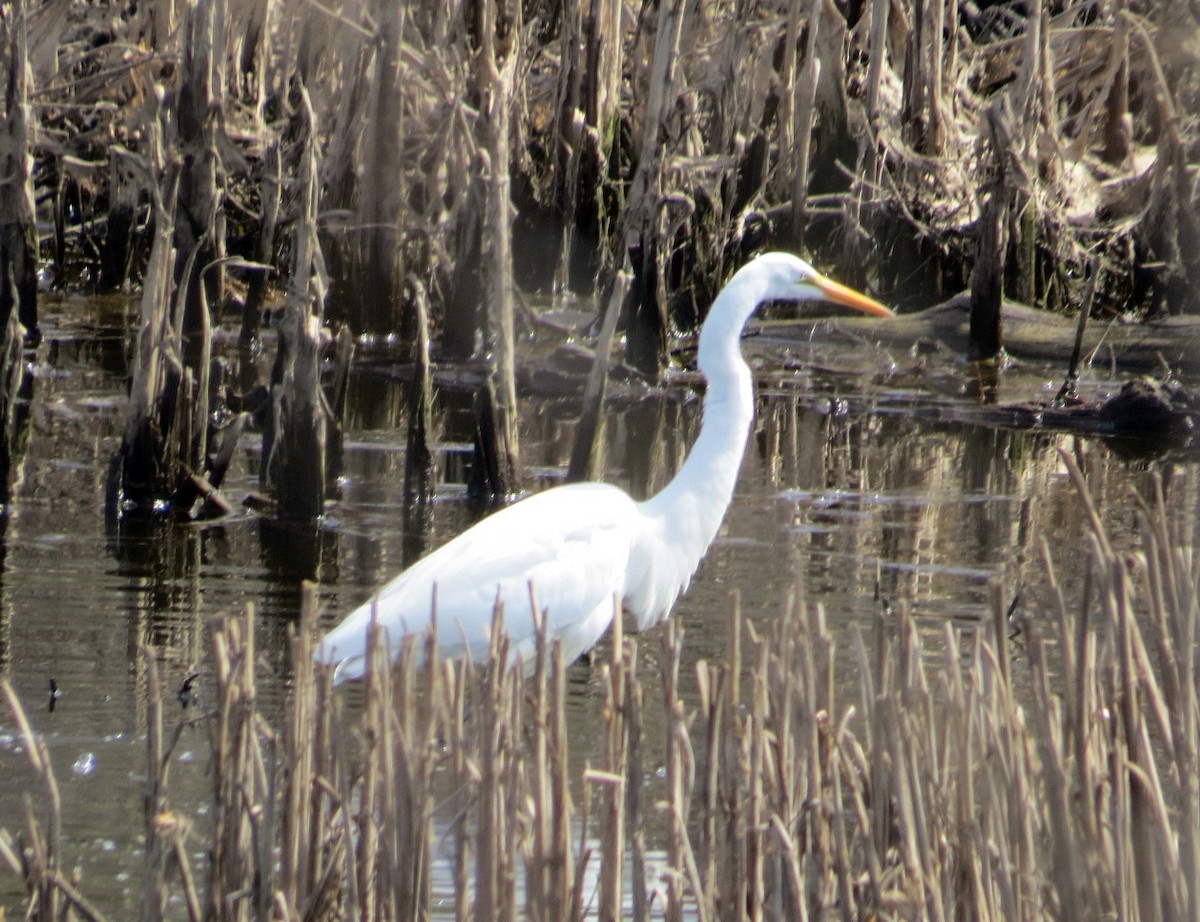 Great Egret - David Small