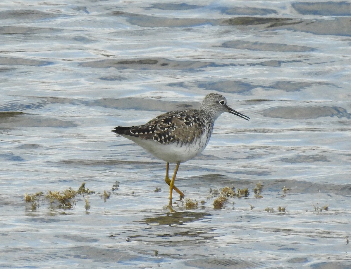 Lesser Yellowlegs - ML97669501