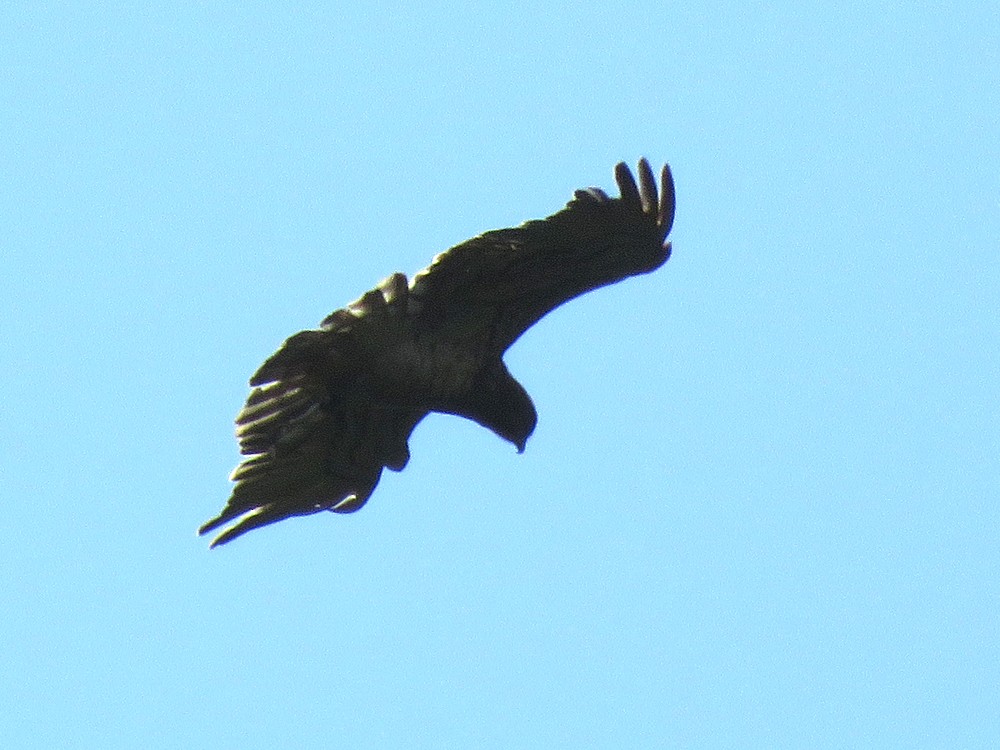 Short-toed Snake-Eagle - Pedro Fernandes