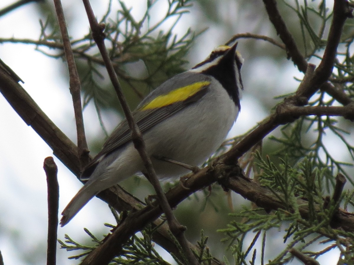 Golden-winged Warbler - Andrew Kinslow