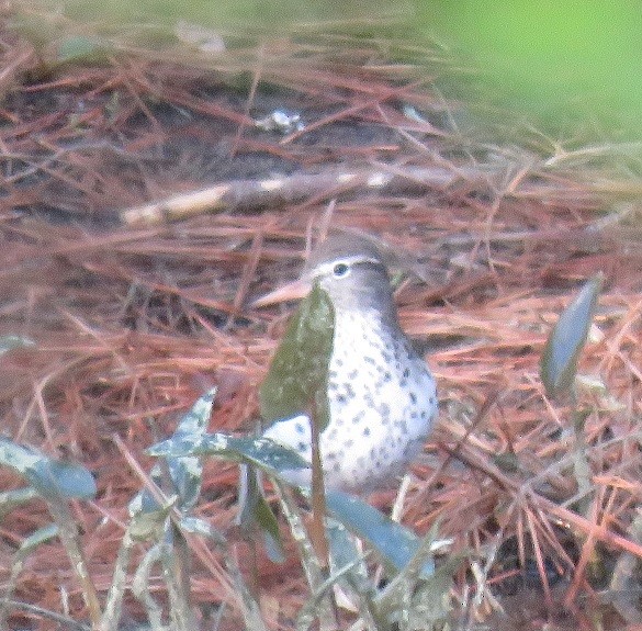 Spotted Sandpiper - ML97672091