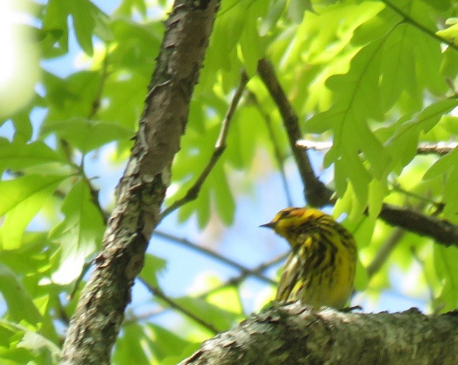 Cape May Warbler - ML97673251