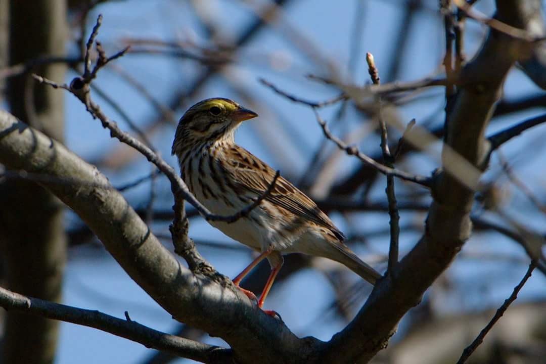 Savannah Sparrow - ML97673961
