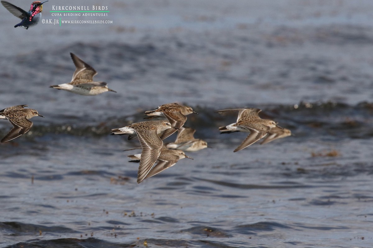 White-rumped Sandpiper - ML97674391