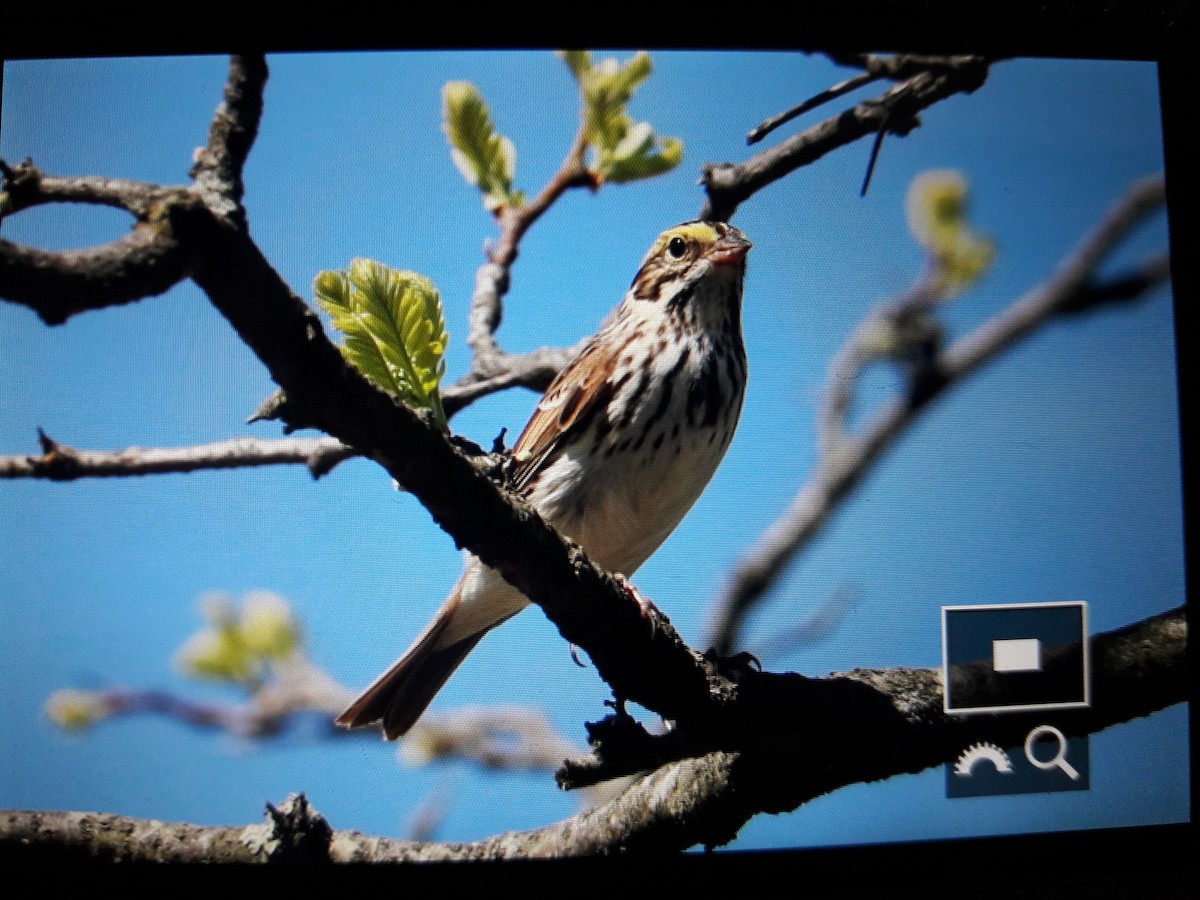 Savannah Sparrow - ML97674601
