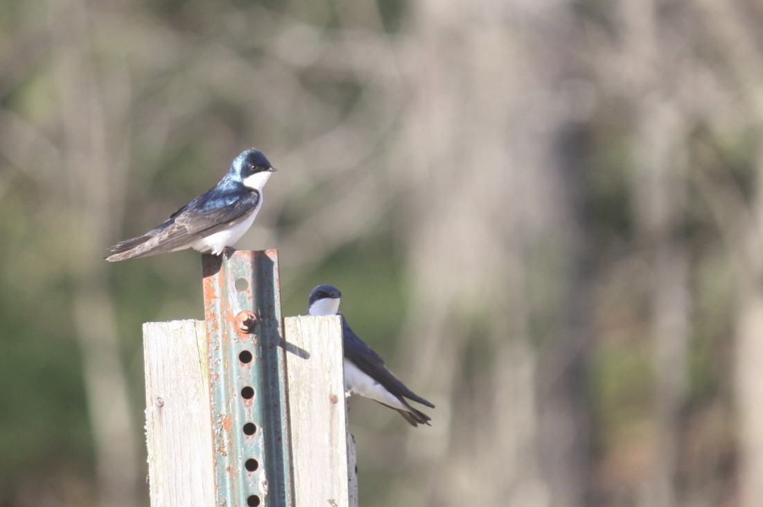 Golondrina Bicolor - ML97674621