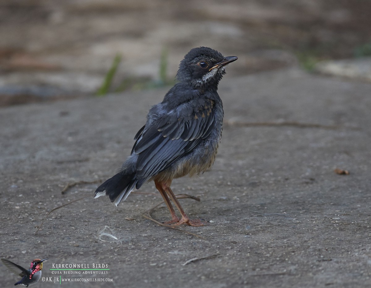 Red-legged Thrush - ML97675291