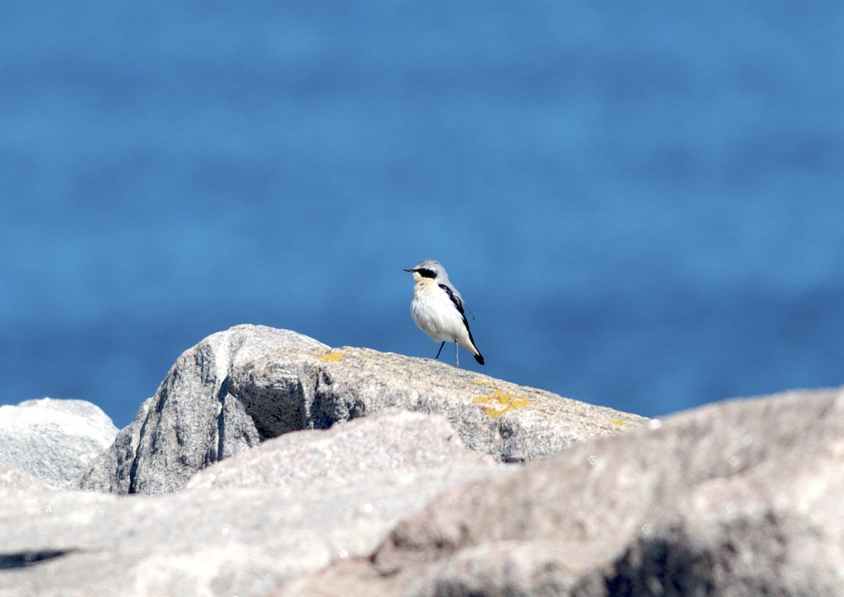 Northern Wheatear - Nikolaj Mølgaard Thomsen