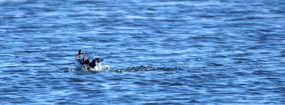 Little Grebe (Little) - ML97676681