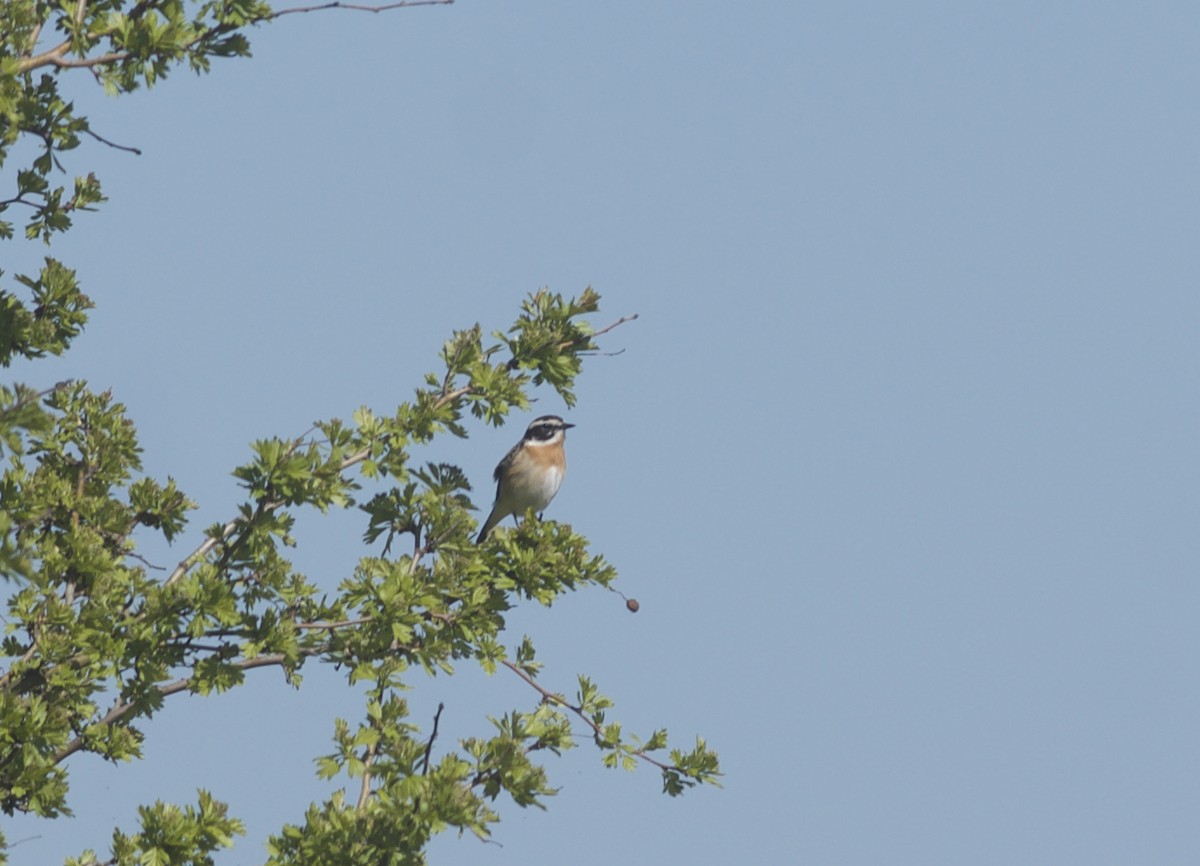 Braunkehlchen - ML97676791