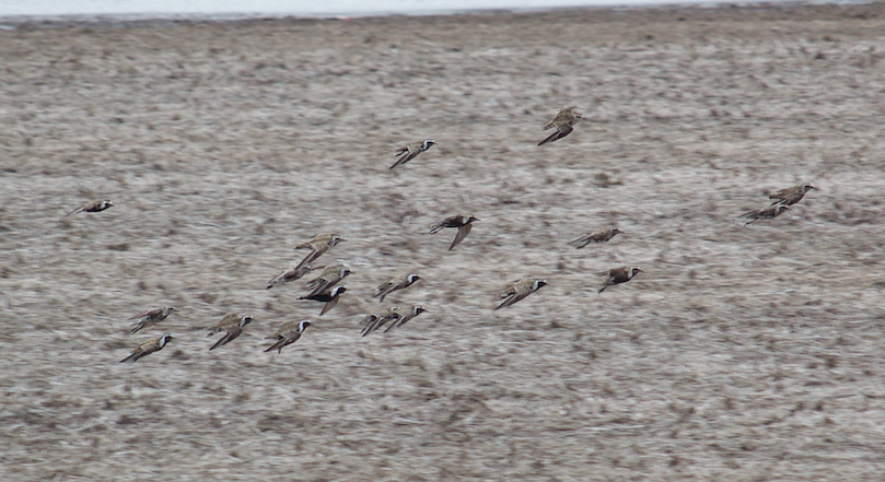 American Golden-Plover - ML97679351