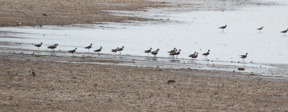 American Golden-Plover - ML97679361