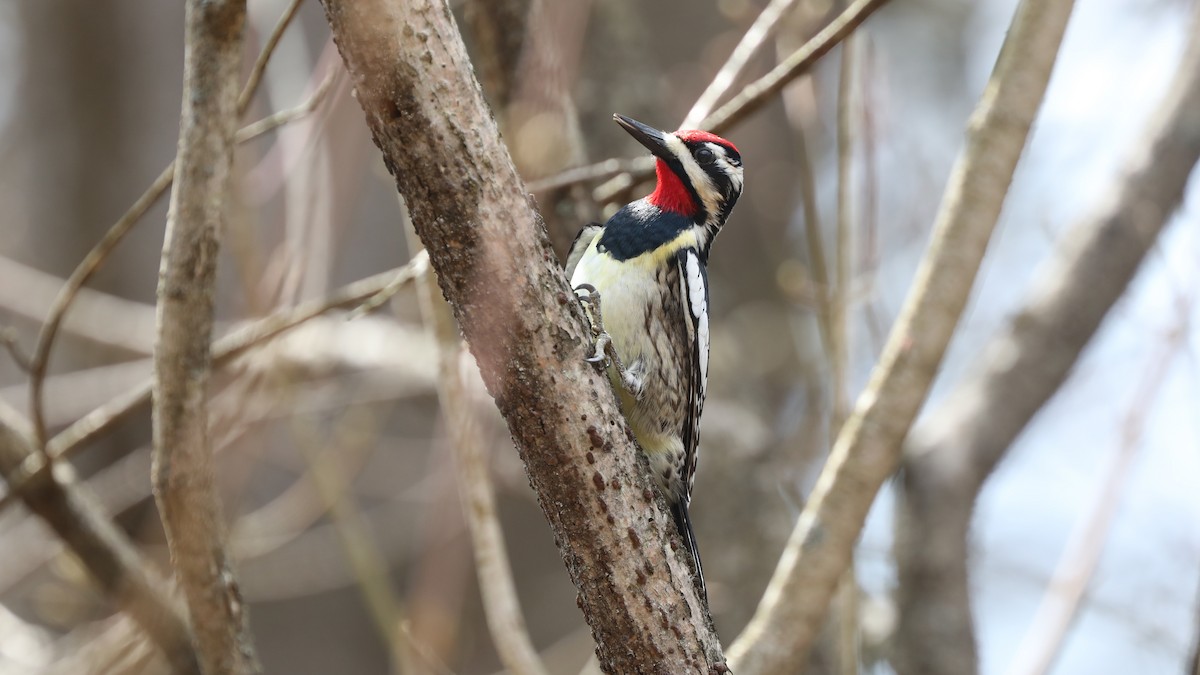 Yellow-bellied Sapsucker - ML97681071