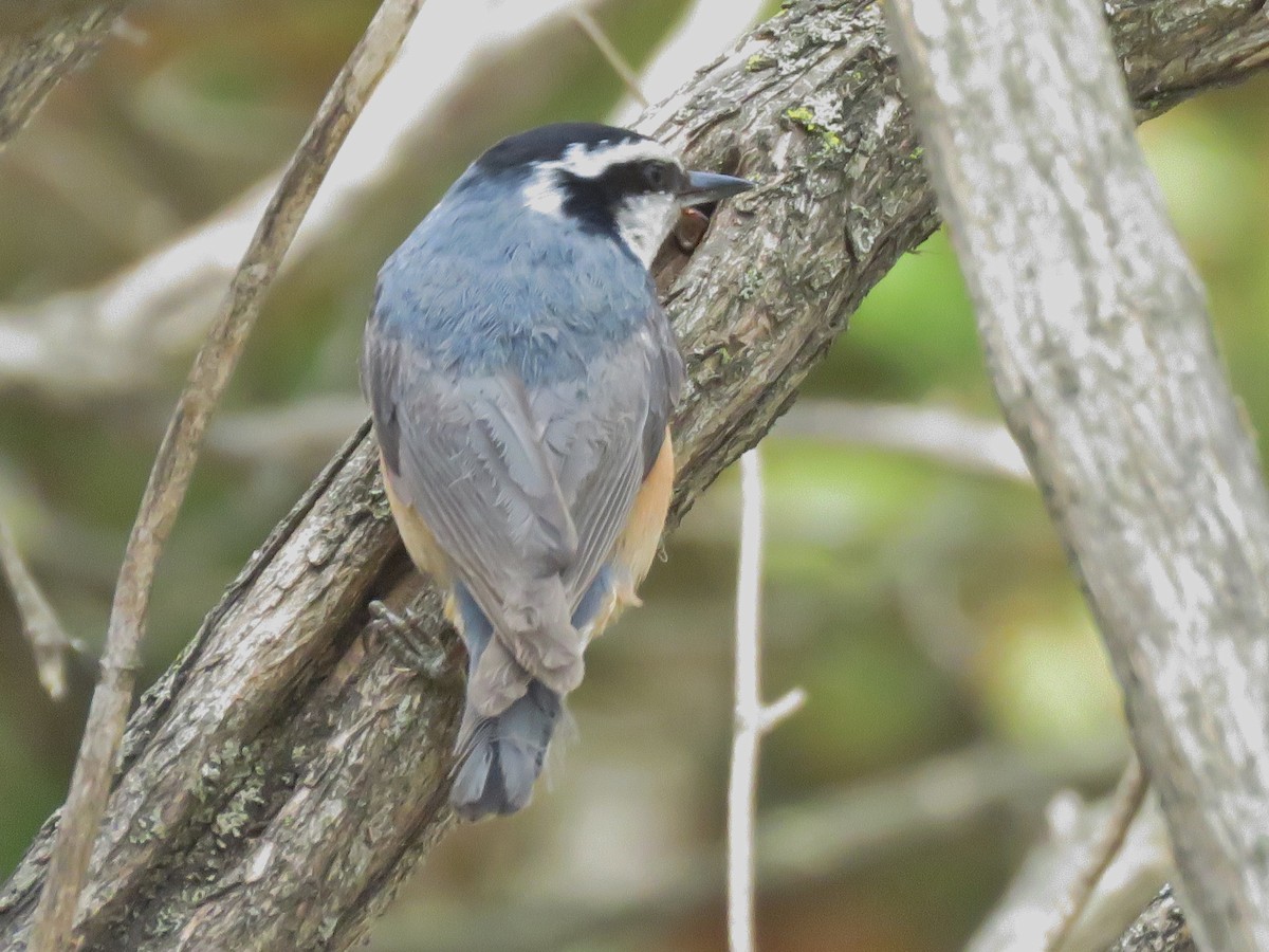 Red-breasted Nuthatch - George Levtchouk