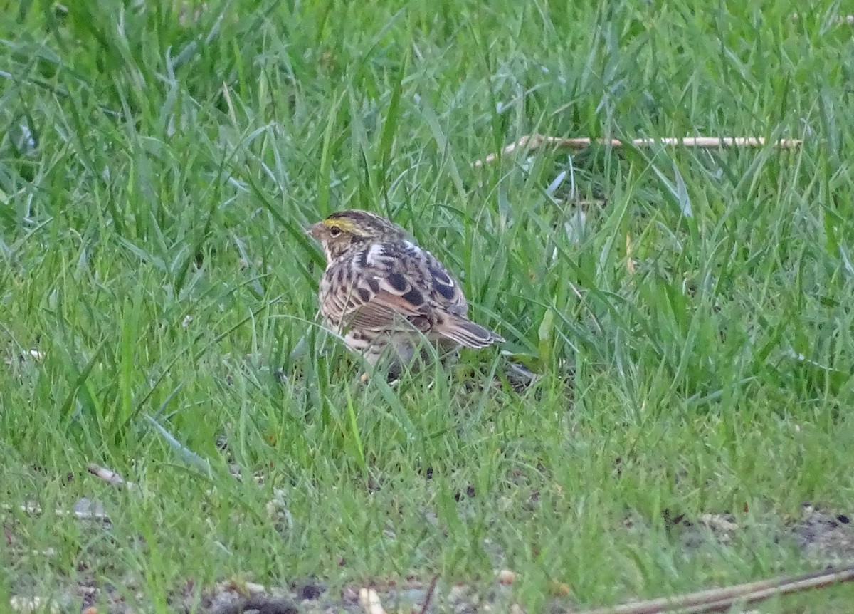 Bruant des prés - ML97683671