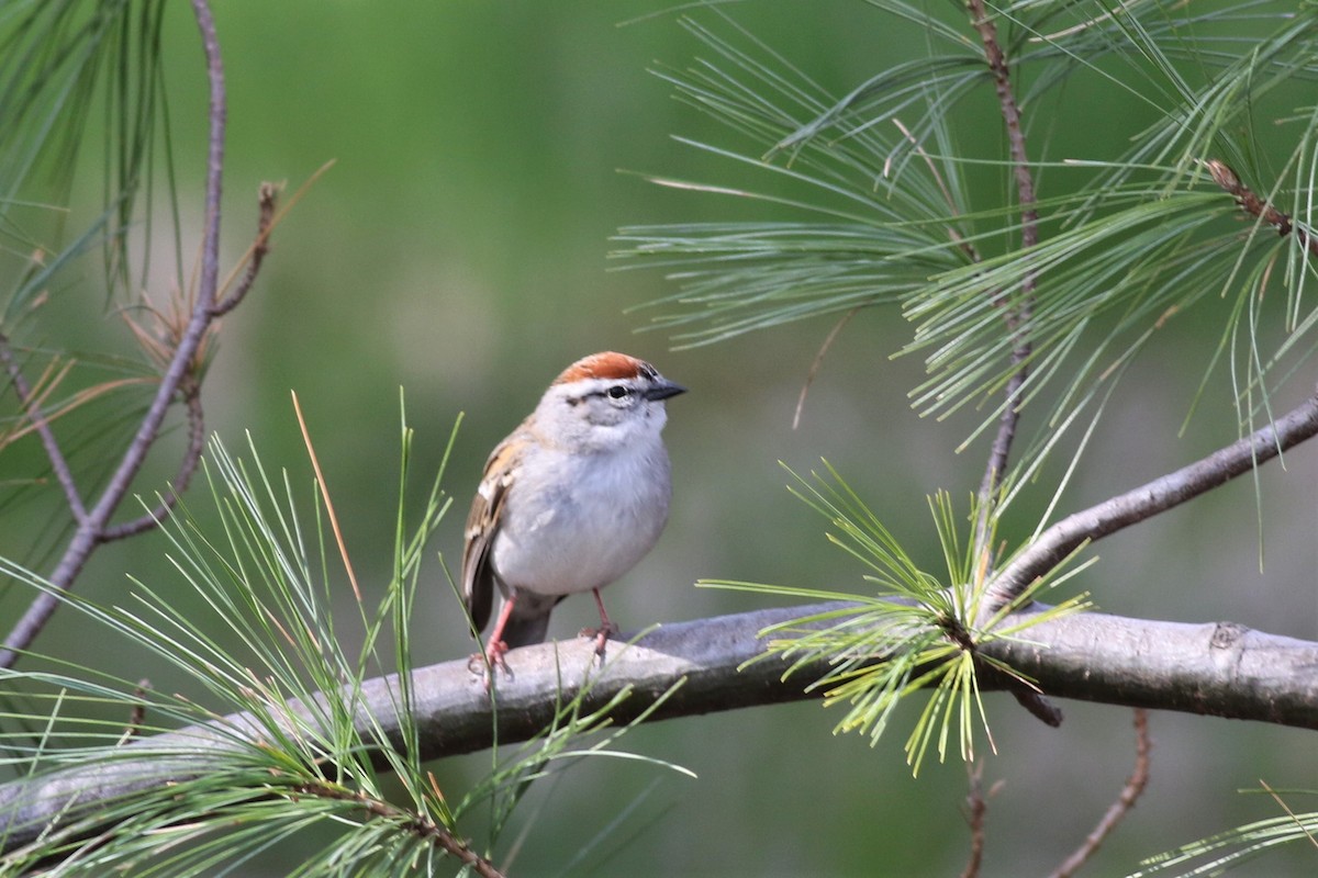 Chipping Sparrow - ML97683811