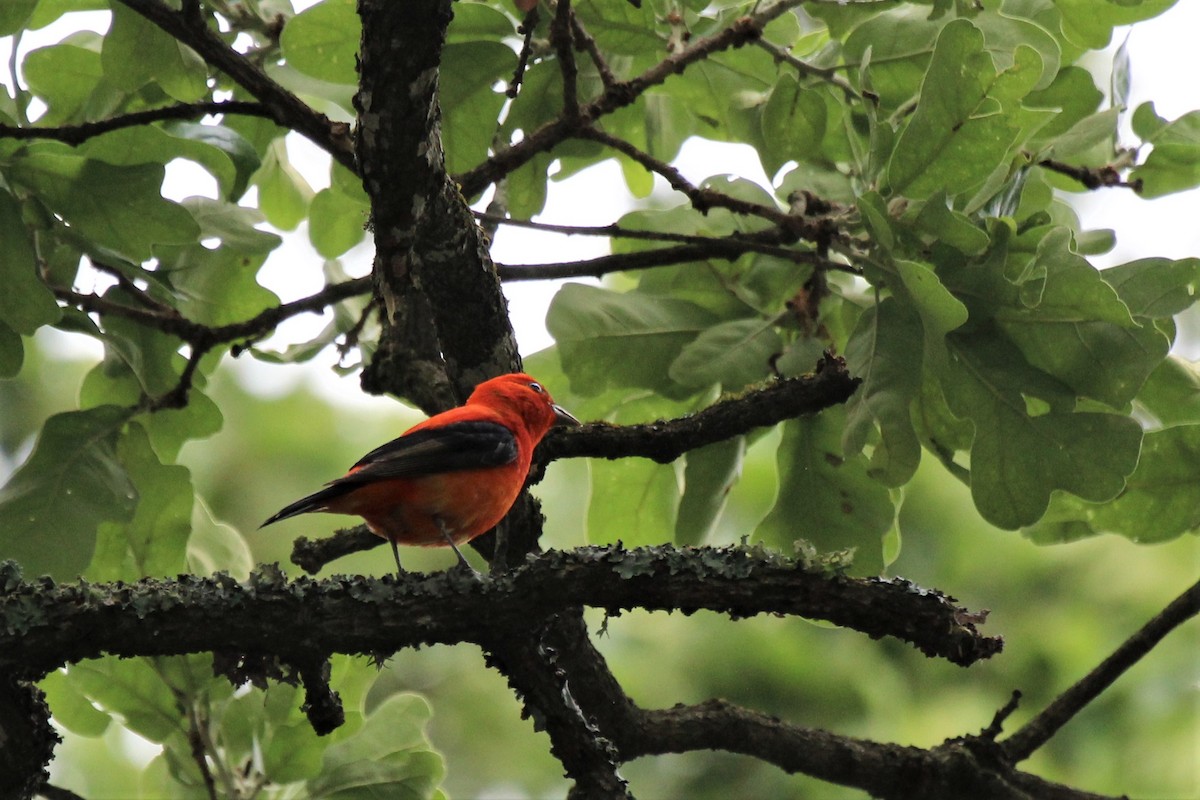 Scarlet Tanager - ML97684961