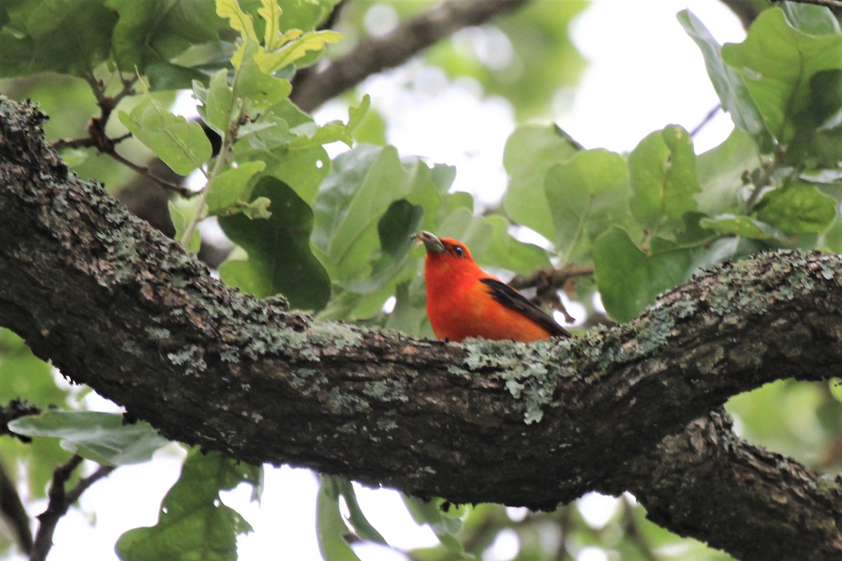 Scarlet Tanager - ML97684991