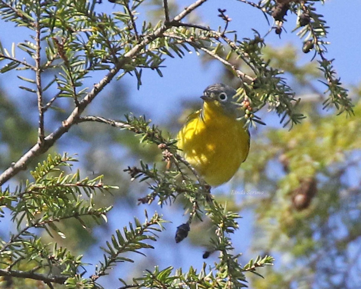 Nashville Warbler - ML97685011