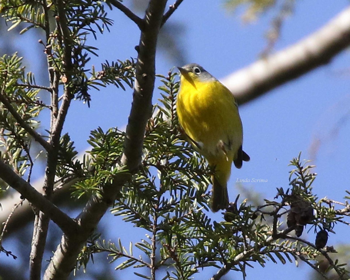 Nashville Warbler - Linda Scrima