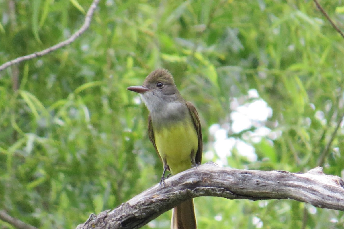 Great Crested Flycatcher - ML97686871
