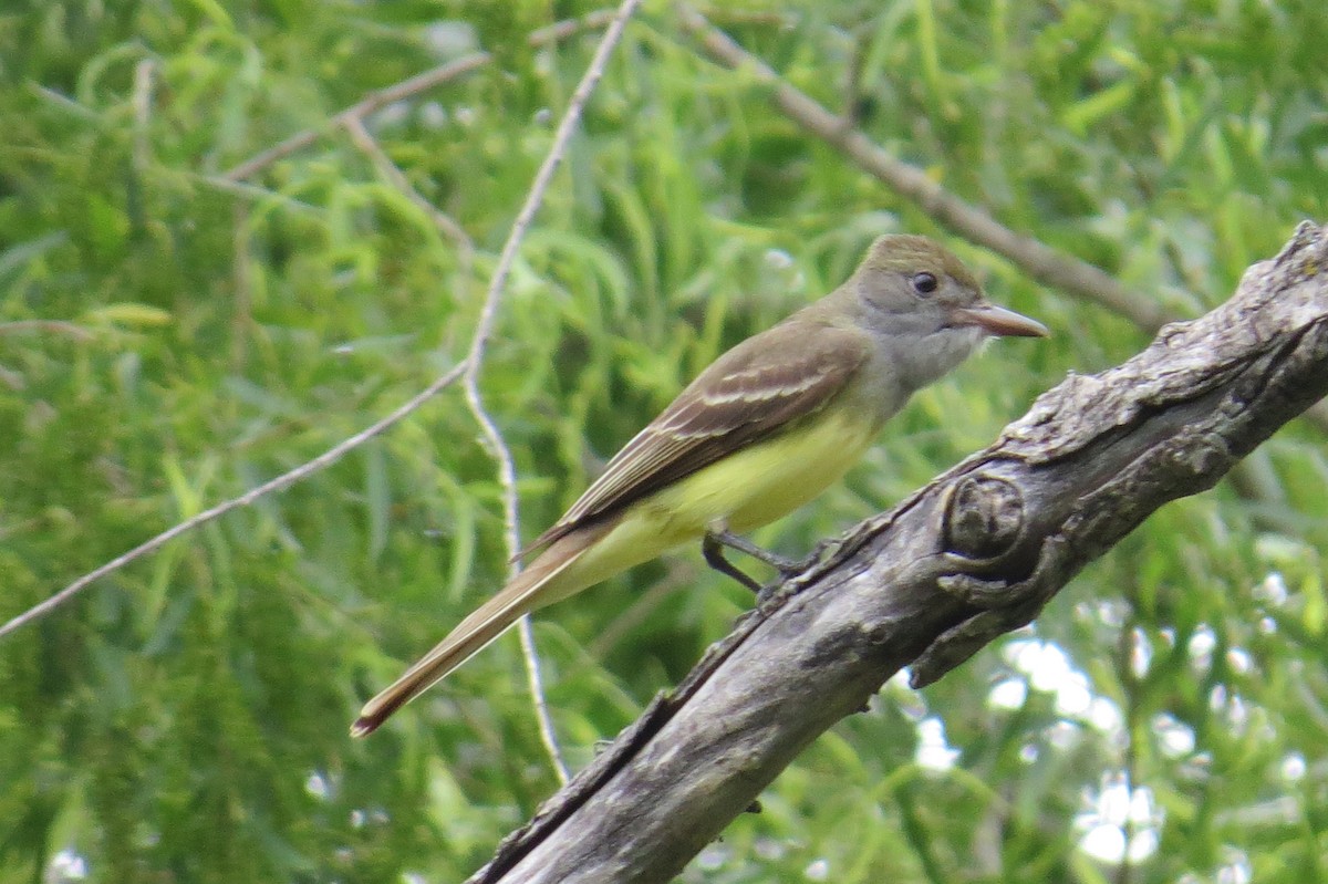 Great Crested Flycatcher - ML97686881