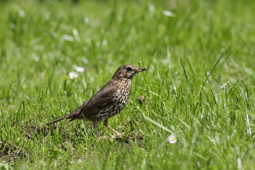 Song Thrush - ML97687961