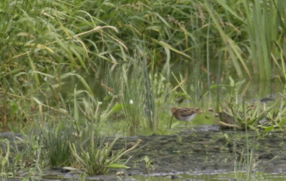 Common Snipe - ML97688021