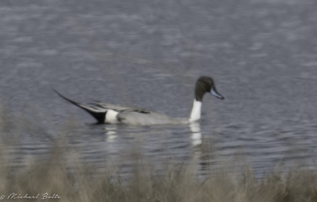 Northern Pintail - Michael Bolte