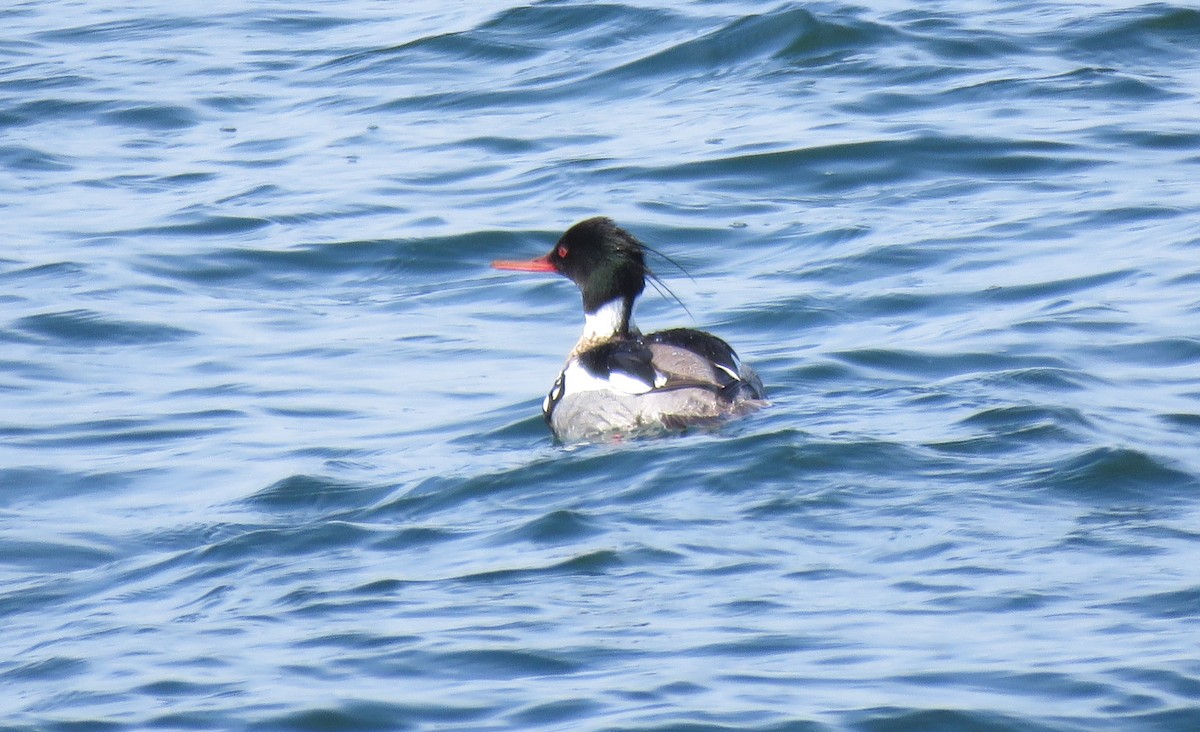 Red-breasted Merganser - ML97688221