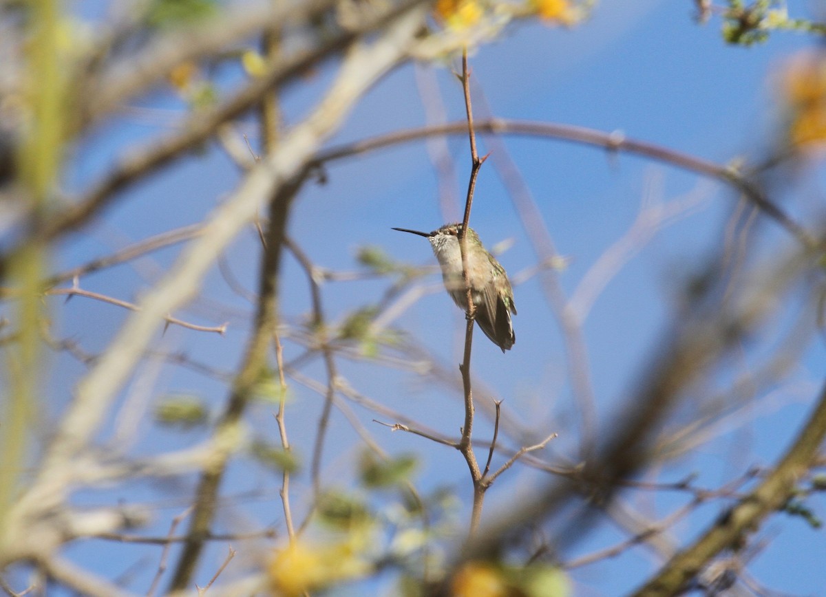 Calliope Hummingbird - ML97690181