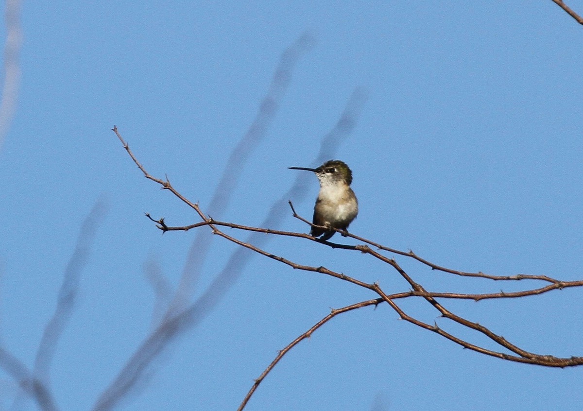 Calliope Hummingbird - ML97690191