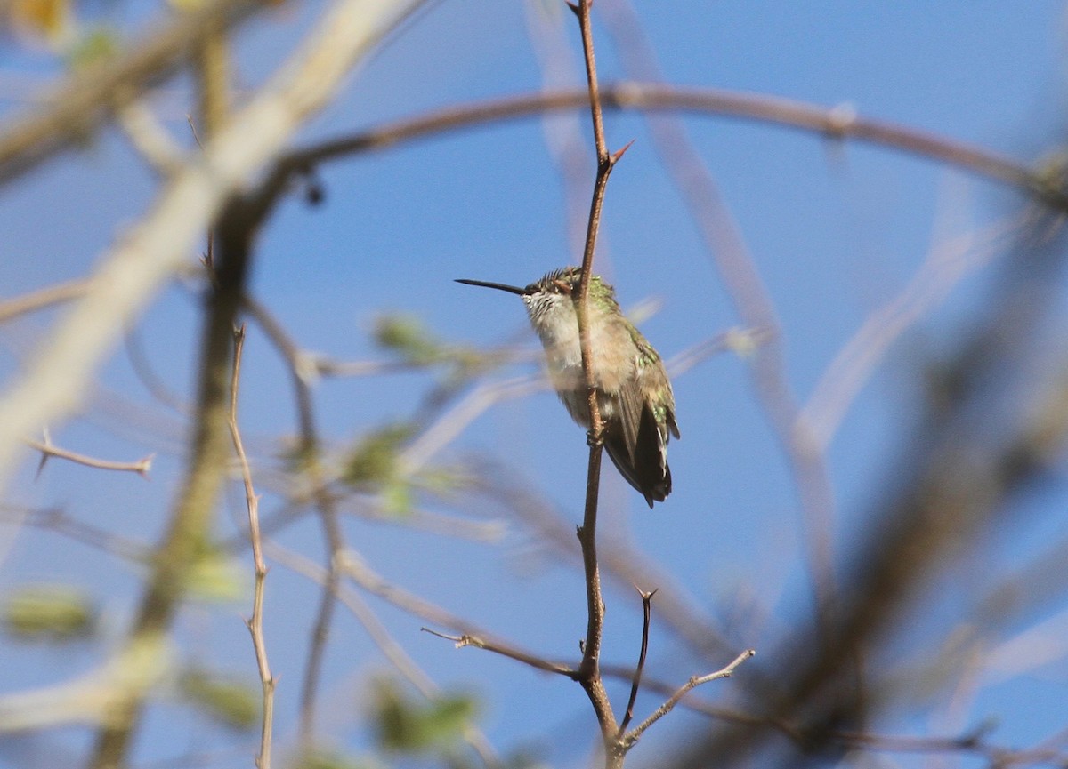 Calliope Hummingbird - ML97690201