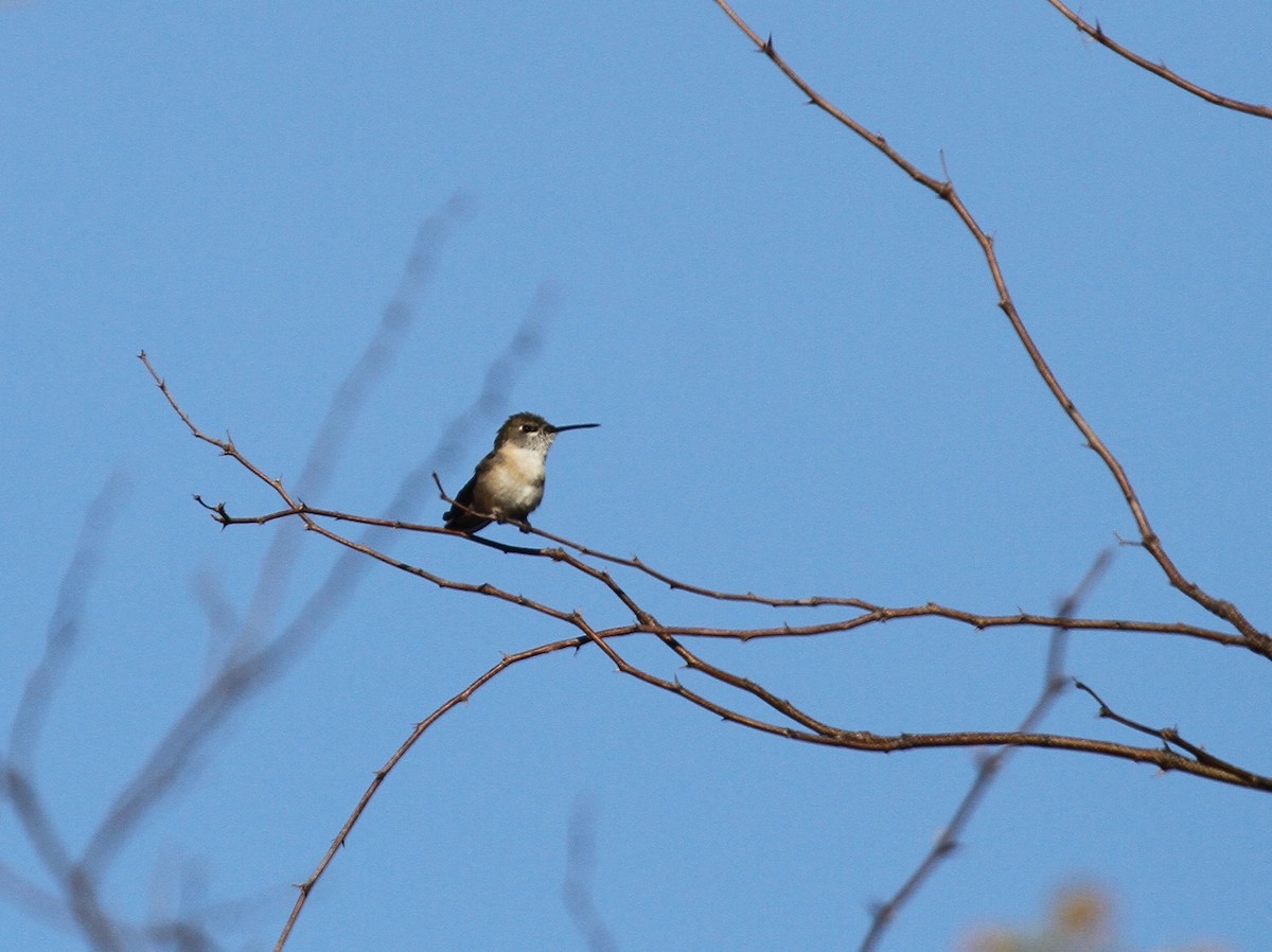 Calliope Hummingbird - ML97690211
