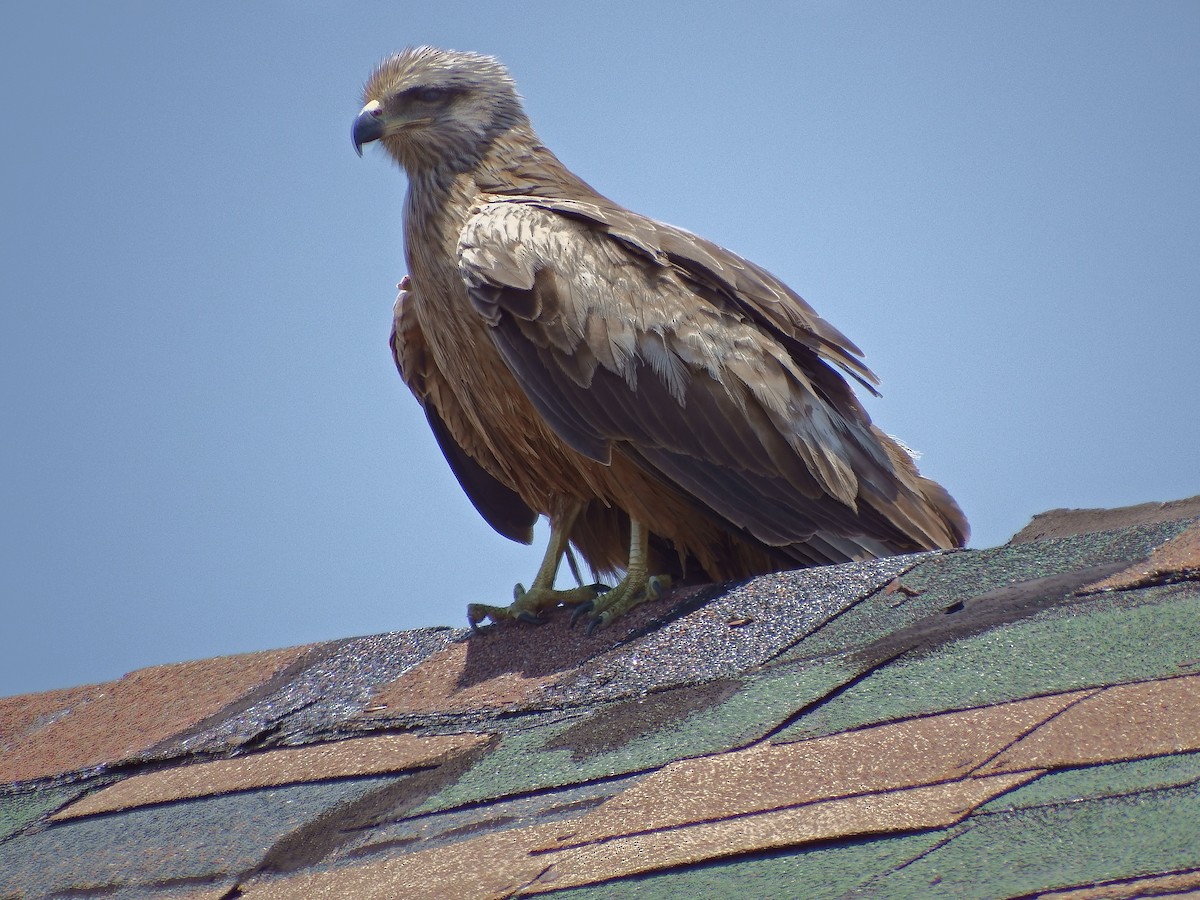 Black Kite - ML97691701