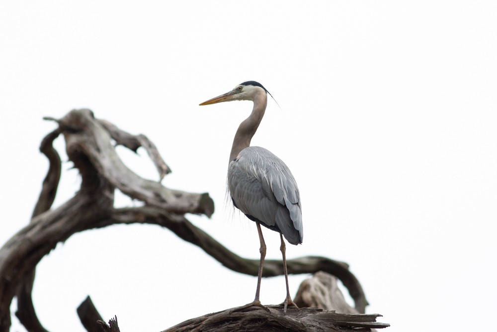 Great Blue Heron - ML97692171