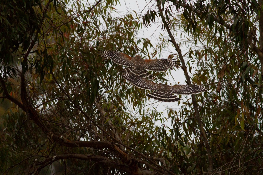 Red-shouldered Hawk - ML97692331