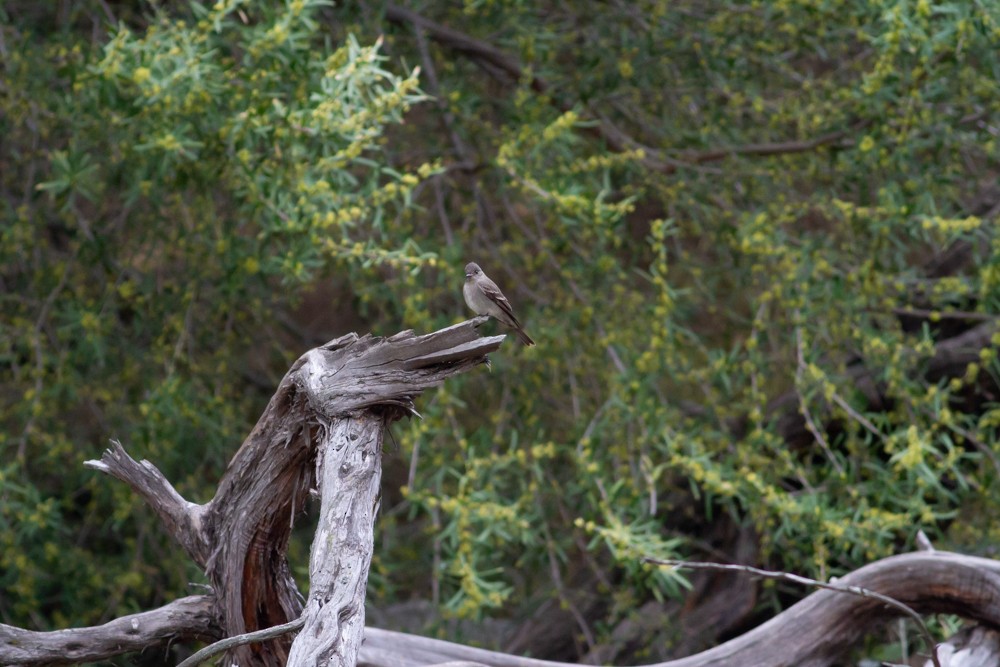 Western Wood-Pewee - ML97692401