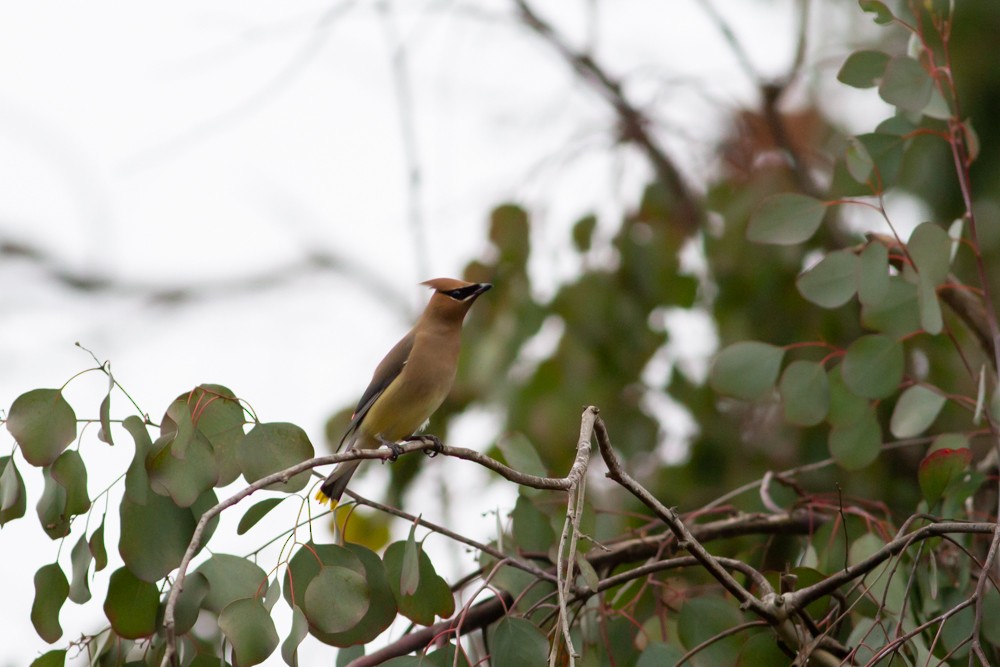 Cedar Waxwing - ML97692451