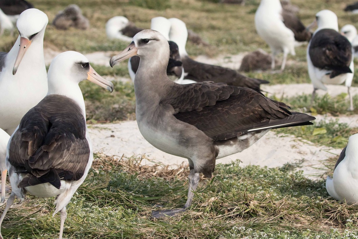 Laysan x Black-footed Albatross (hybrid) - ML97692691