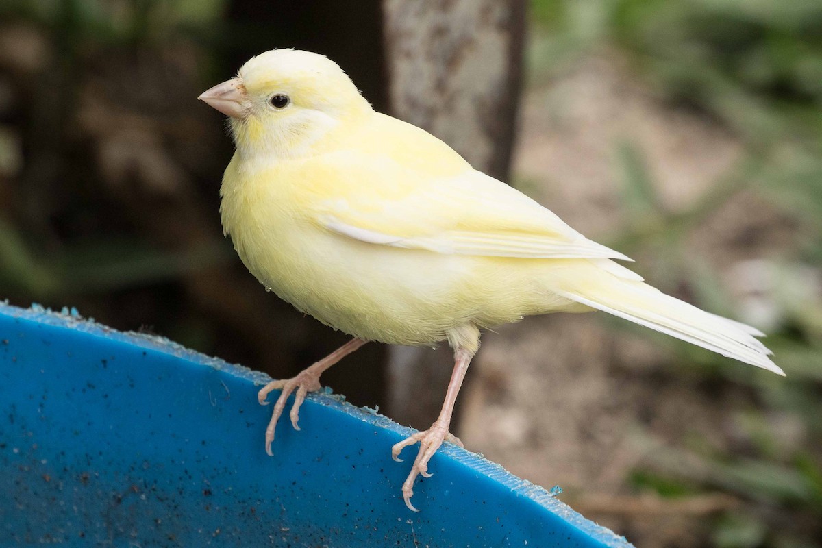 Serin des Canaries (forme domestique) - ML97692831